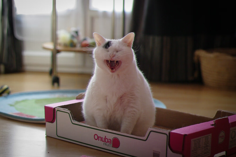 阿拉巴数据全面引爆，安哥拉连续得分压制加纳—一场比赛如何重塑现代足球的战术认知？