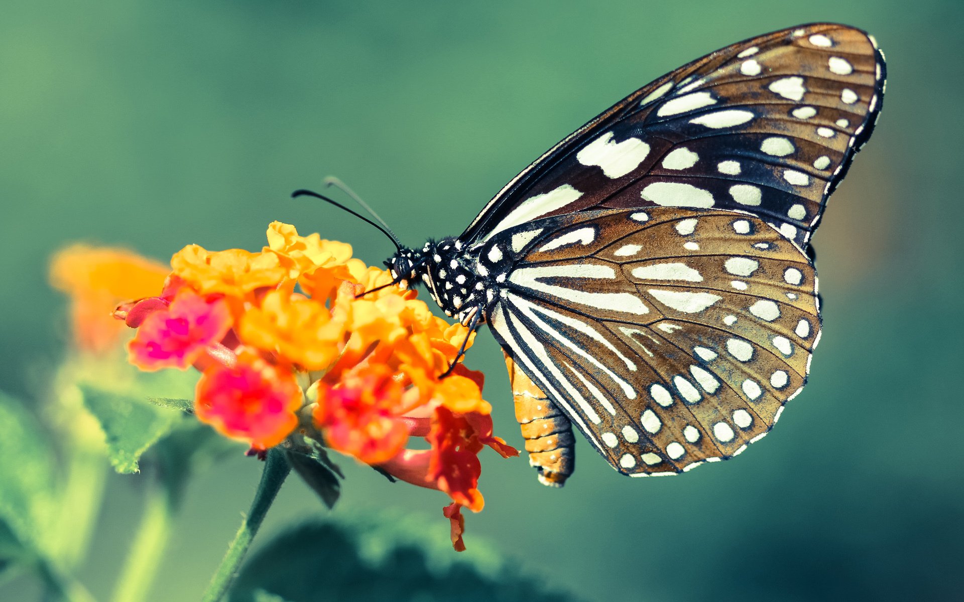 葡萄牙三球终结悬念，德里赫特刷新欧冠后卫进球纪录