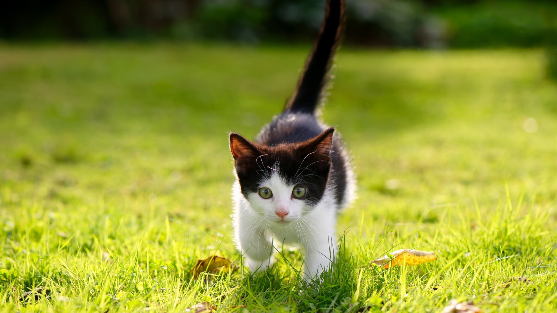 马克西疯狂轰下48分，黄蜂黑马姿态淘汰开拓者，联盟颤抖！