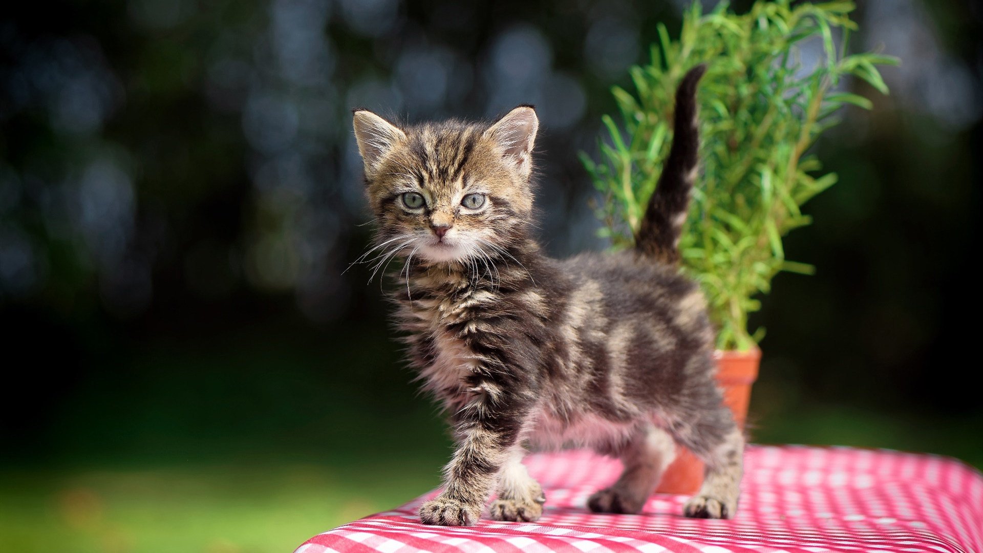 烈焰鹈鹕！贝恩37+9导演惊天逆转，湖人防线在狂暴火力下崩塌