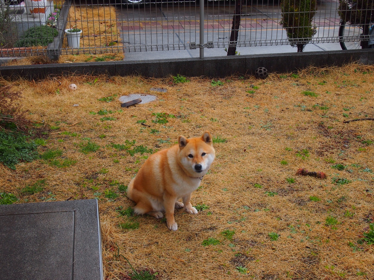 孤胆英雄的逆袭,克瓦拉茨赫利亚如何单骑挑战皇马洪流