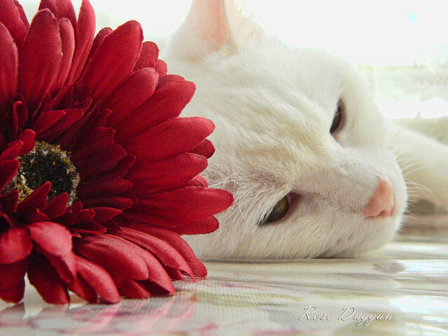 跨界激情，凯尔特人淘汰森林狼，武切维奇上演F1式争冠接管