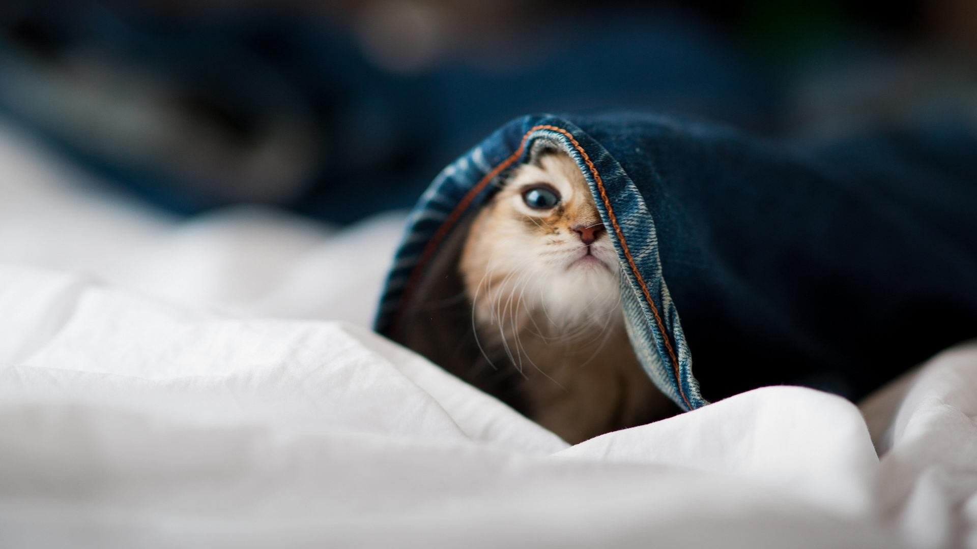 字母哥50分天神下凡难救主,浙江队加时鏖战降服步行者