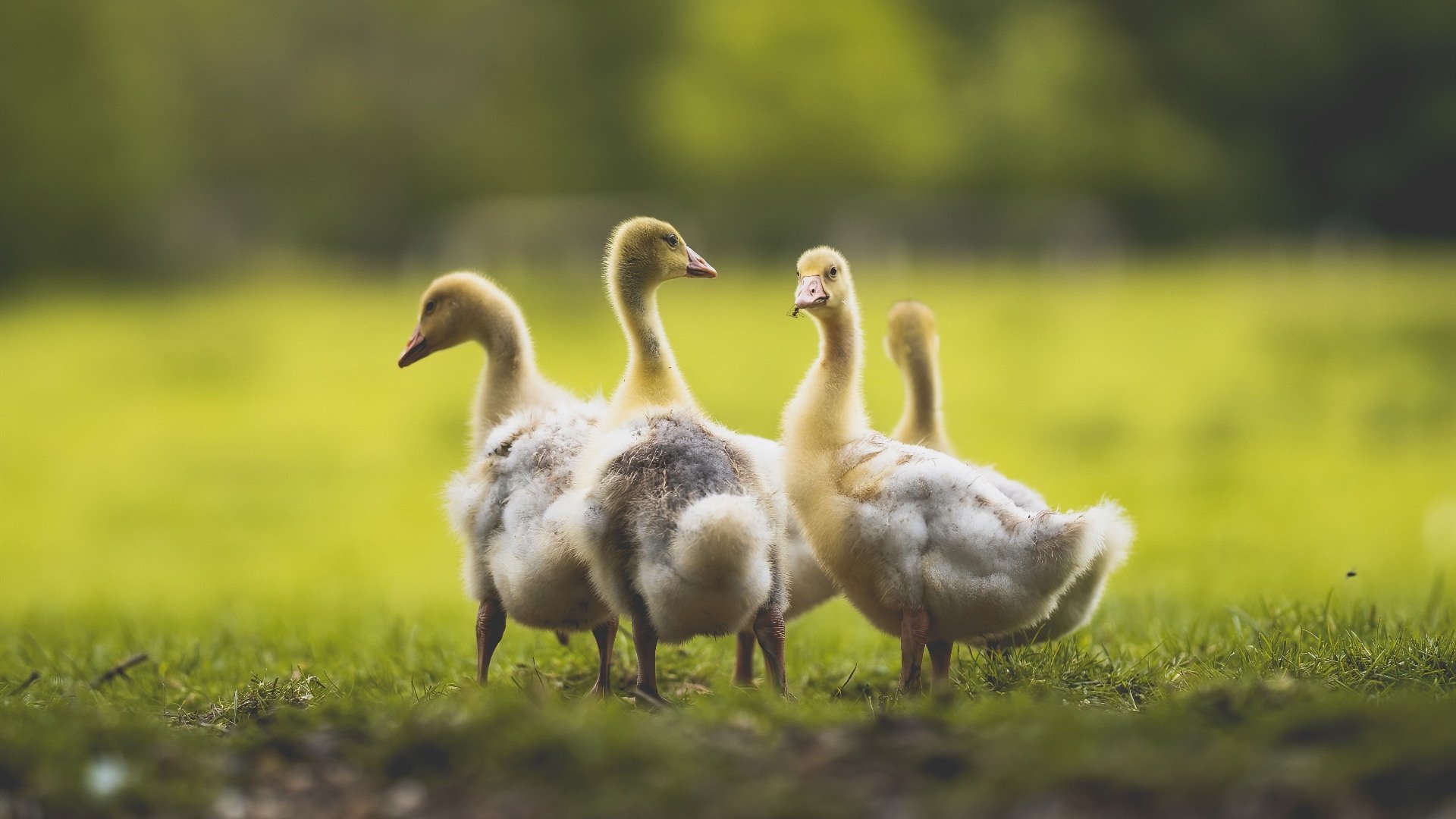 绝杀!迪亚斯灵魂附体,佛罗伦萨上演奇迹逆转