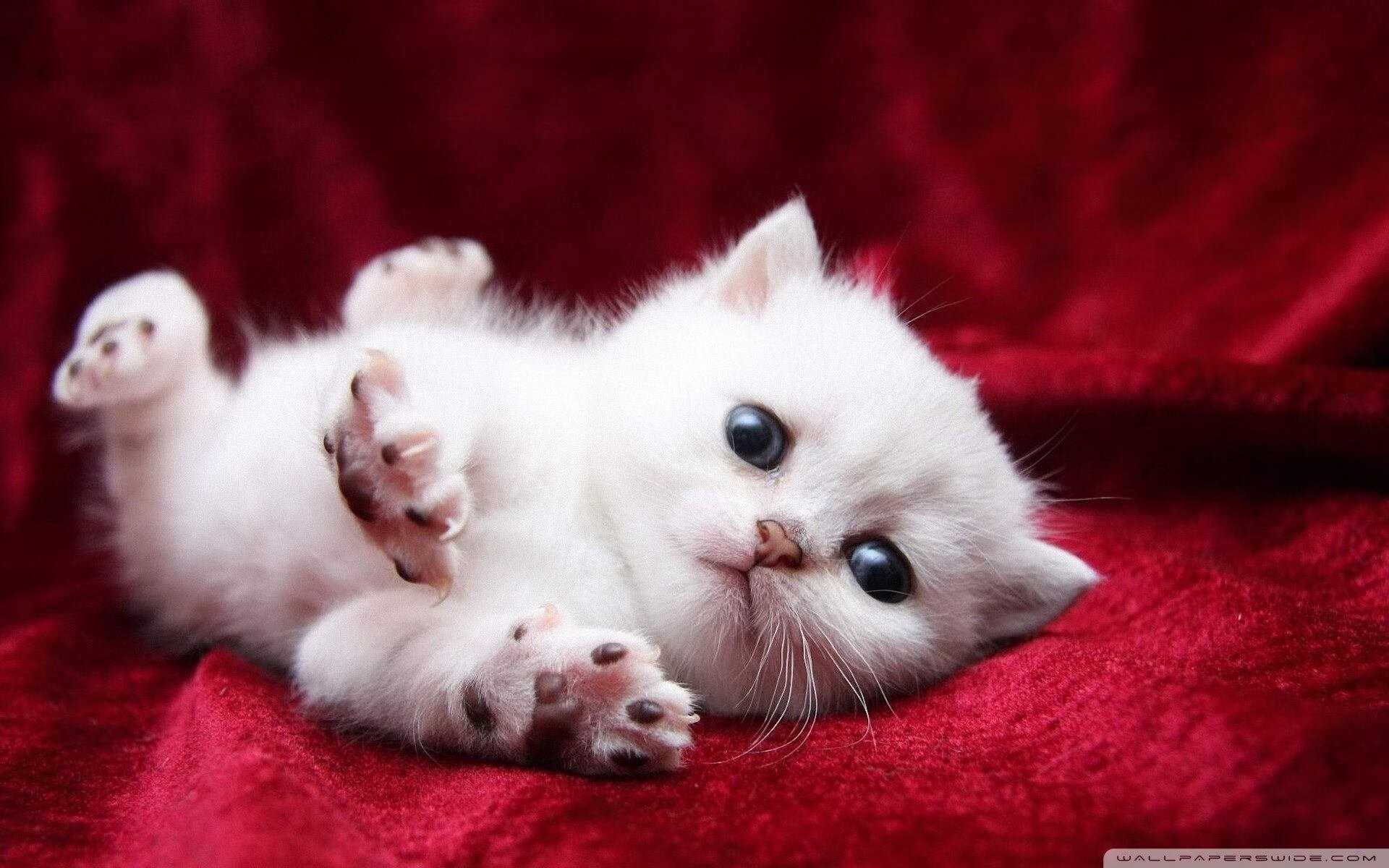 阿什拉夫独造杀伤，委内瑞拉奇迹般踏平皇马