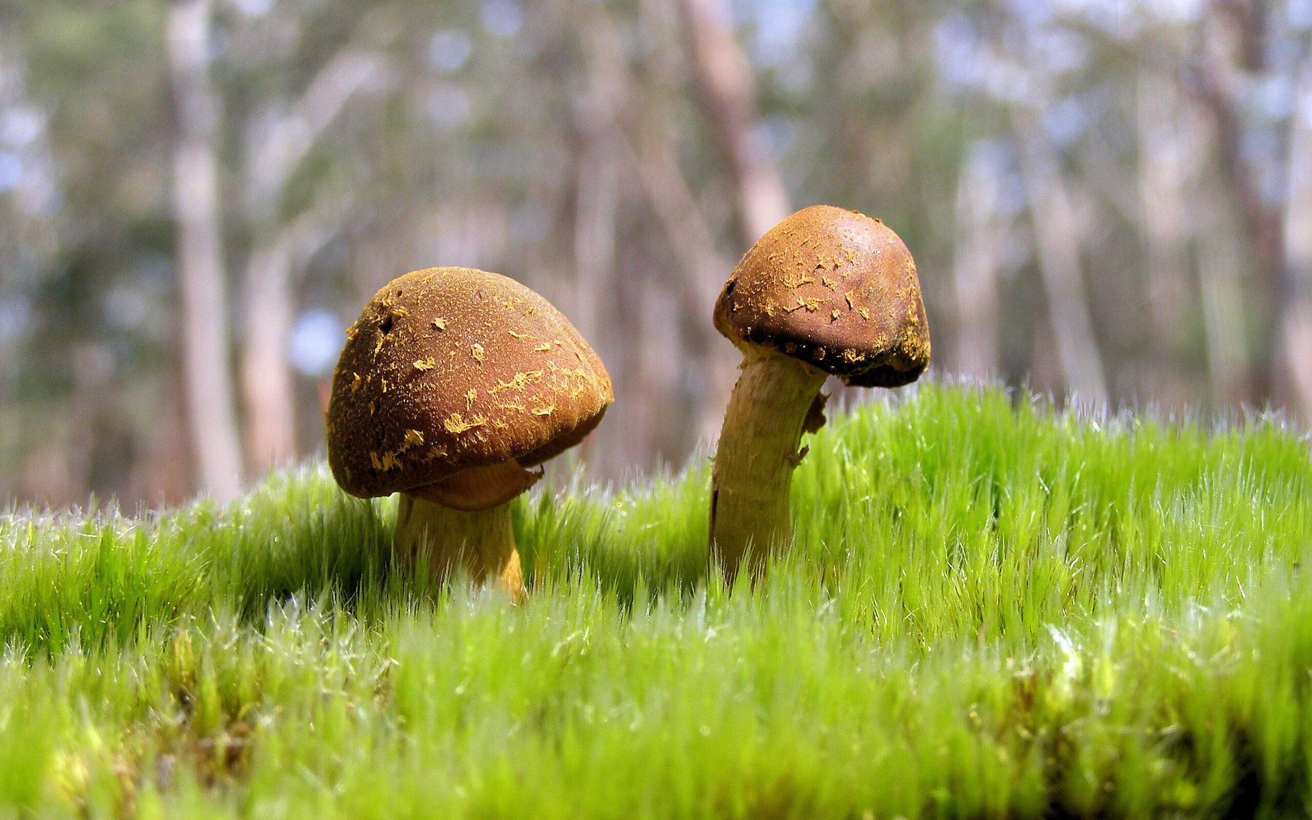 赛道与球场的交响，F1争冠战与骑士马刺鏖战的激情共鸣