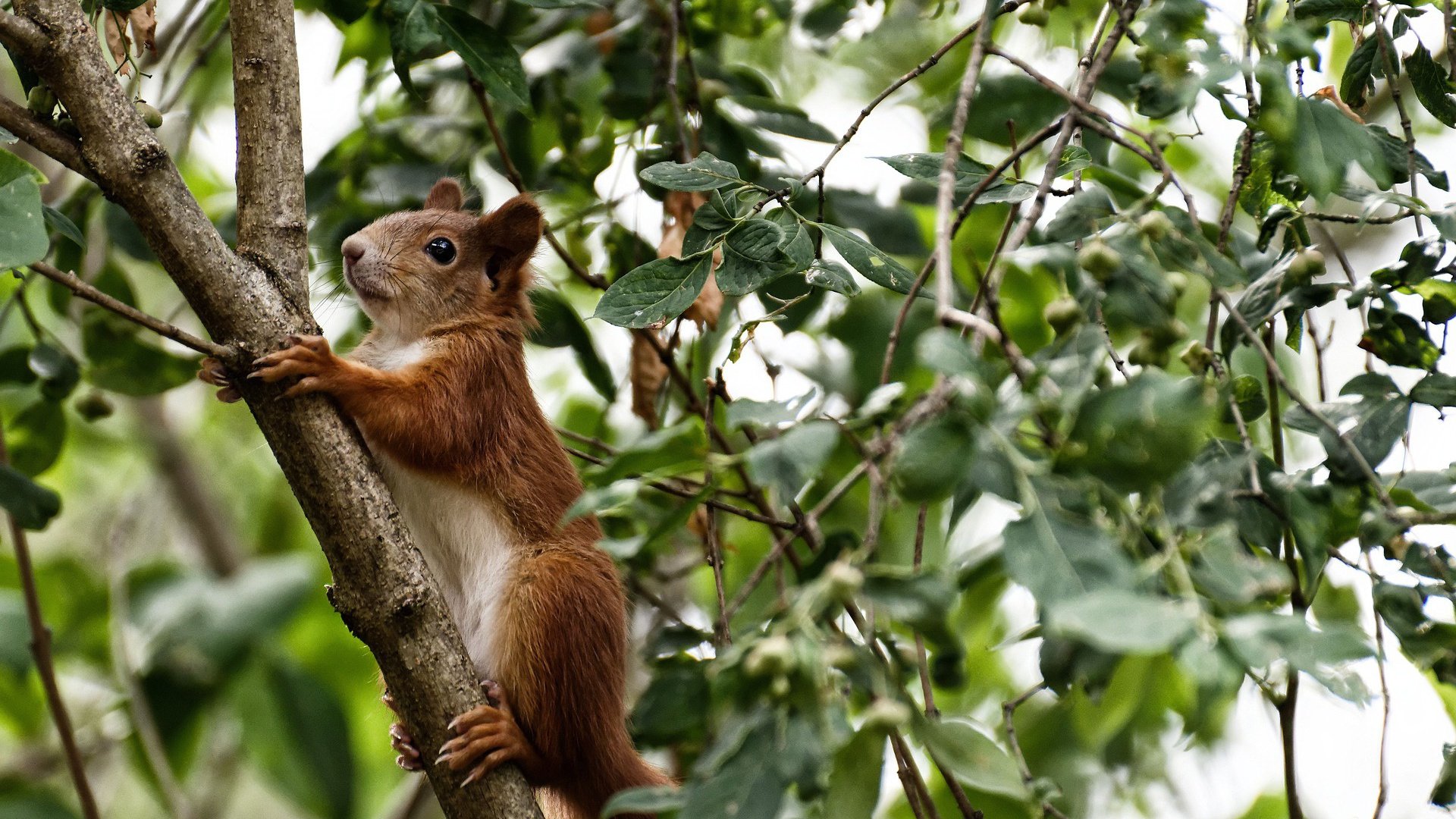 欧文终场绝杀!勇士险胜公牛,关键先生一锤定音