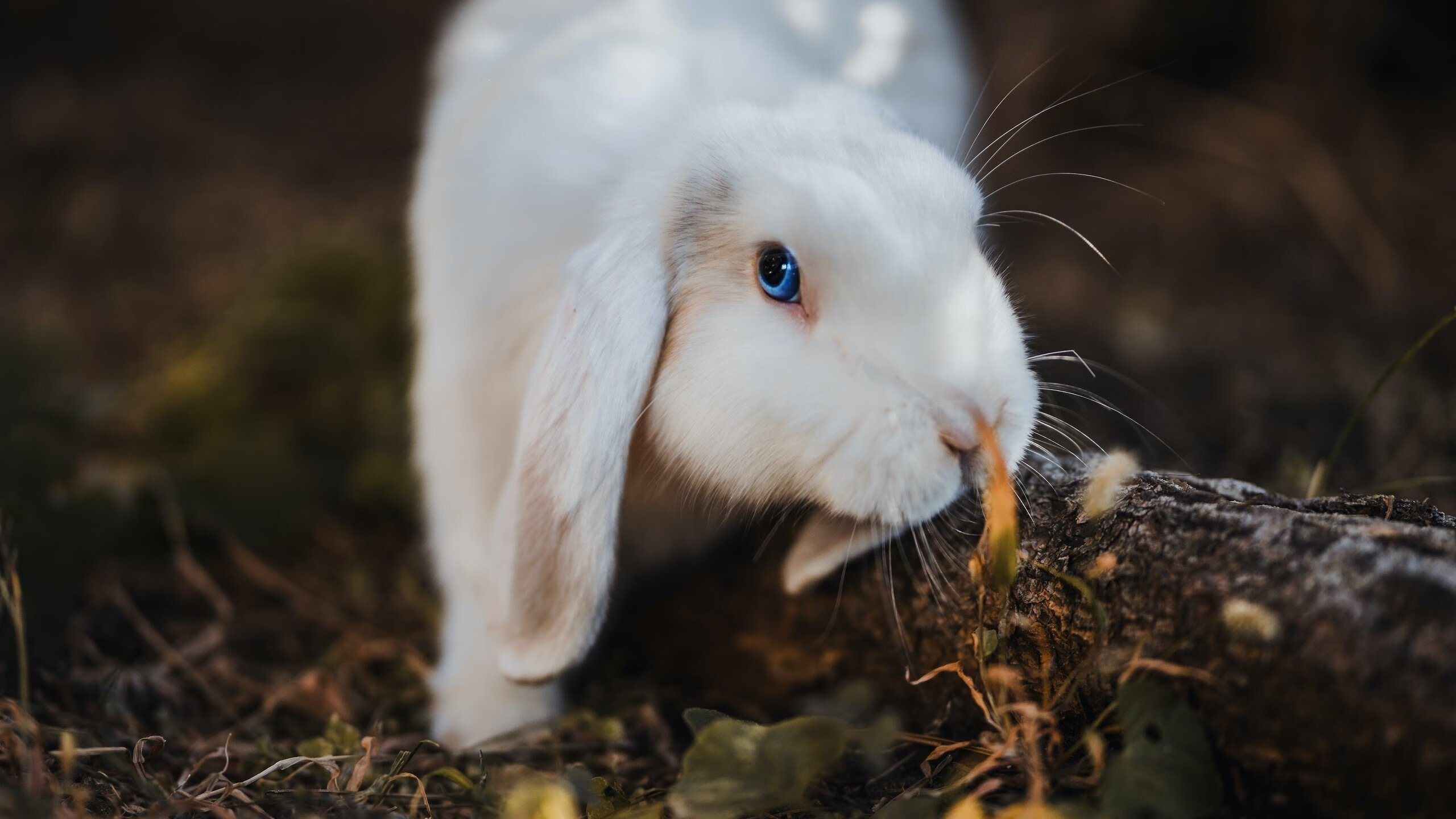 爱德华兹惊艳全场,广厦队力克国王晋级,实力铸就辉煌