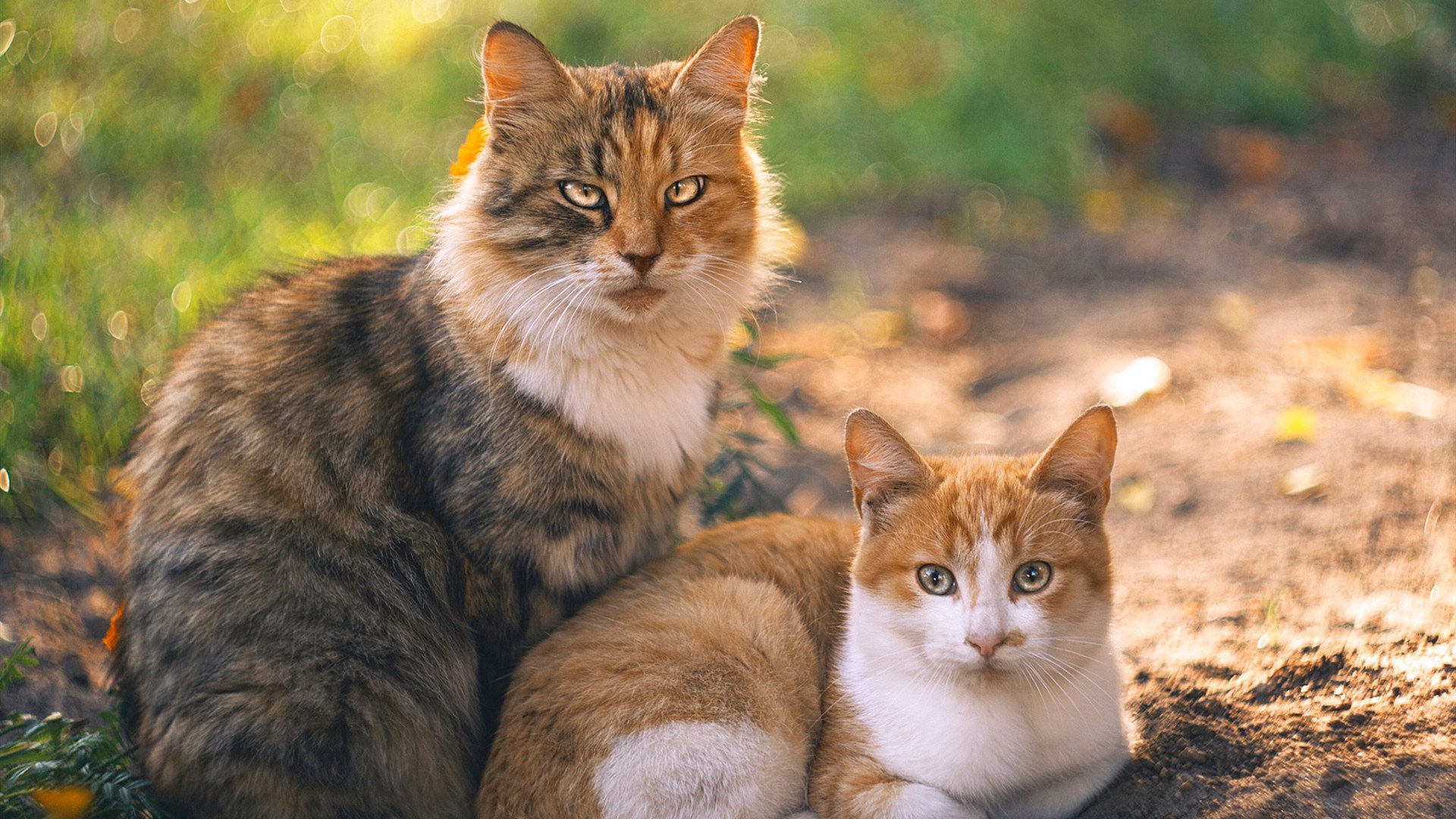 约基奇，雷霆对阵凯尔特人，那个局外人为何成为胜负手？