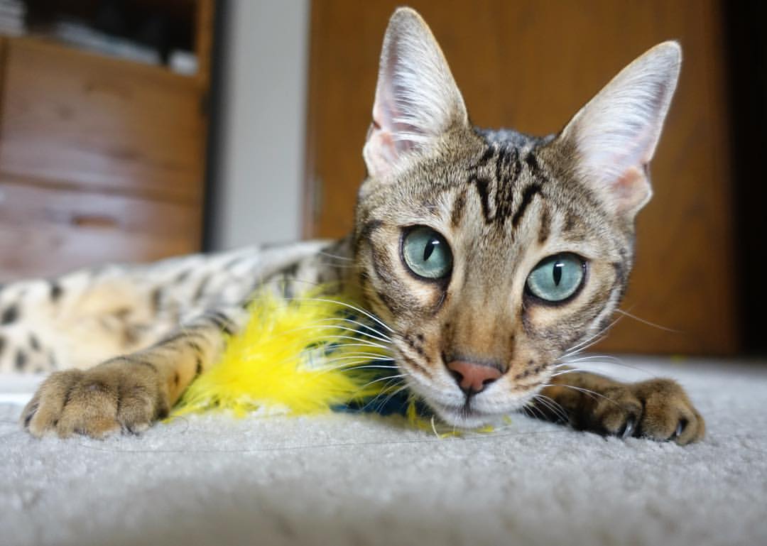 芝加哥隔空响起汽车城引擎声,当美加墨世界杯焦点战,遇见活塞血拼公牛