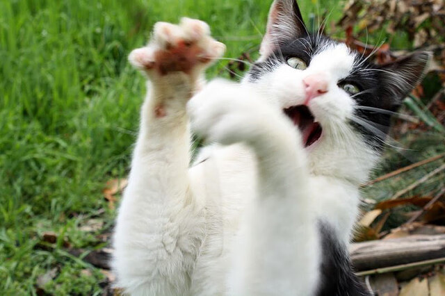 芝加哥隔空响起汽车城引擎声,当美加墨世界杯焦点战,遇见活塞血拼公牛