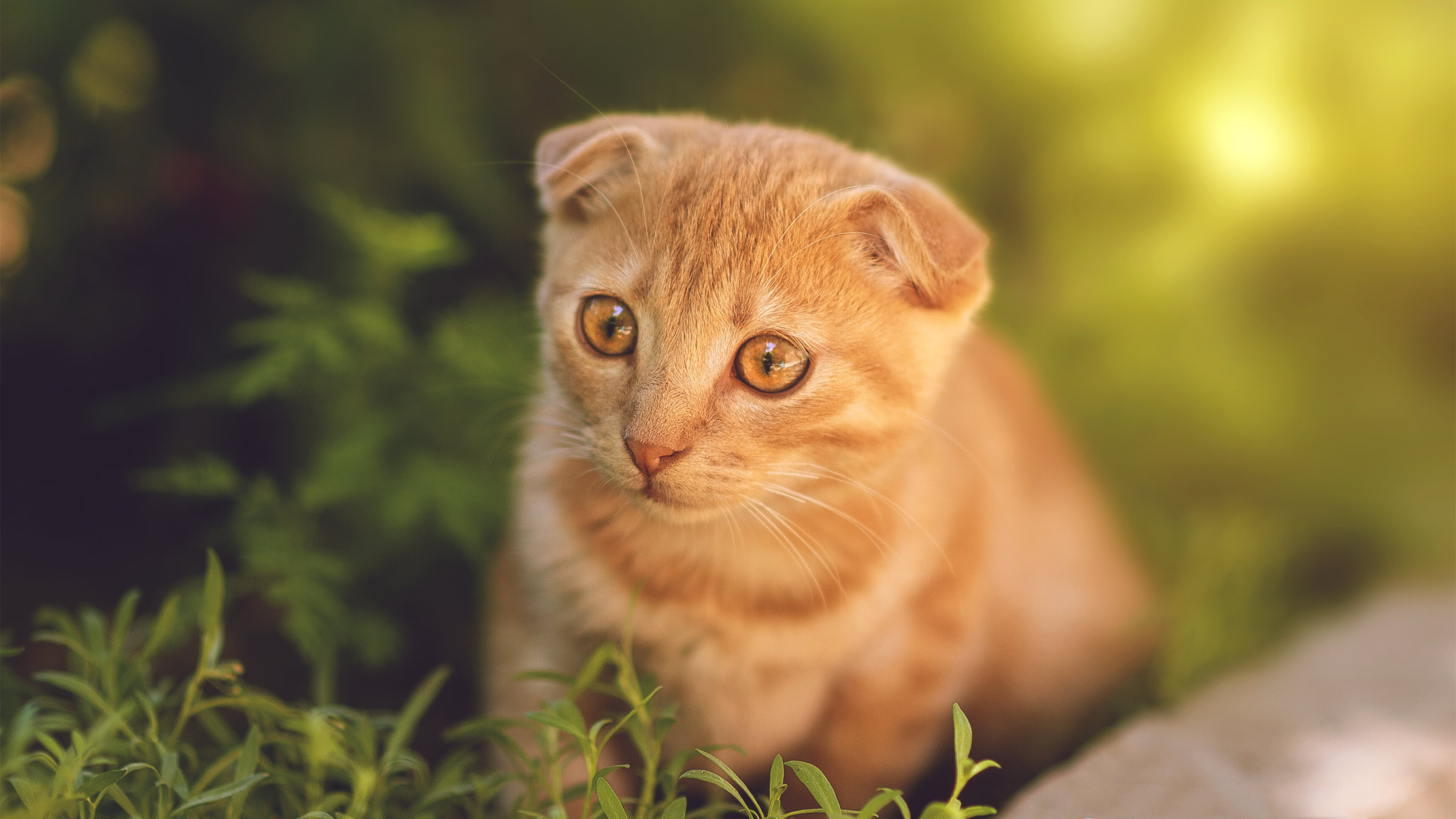 逆转奇迹，北京队力克掘金，英格拉姆虽败犹荣证明自我