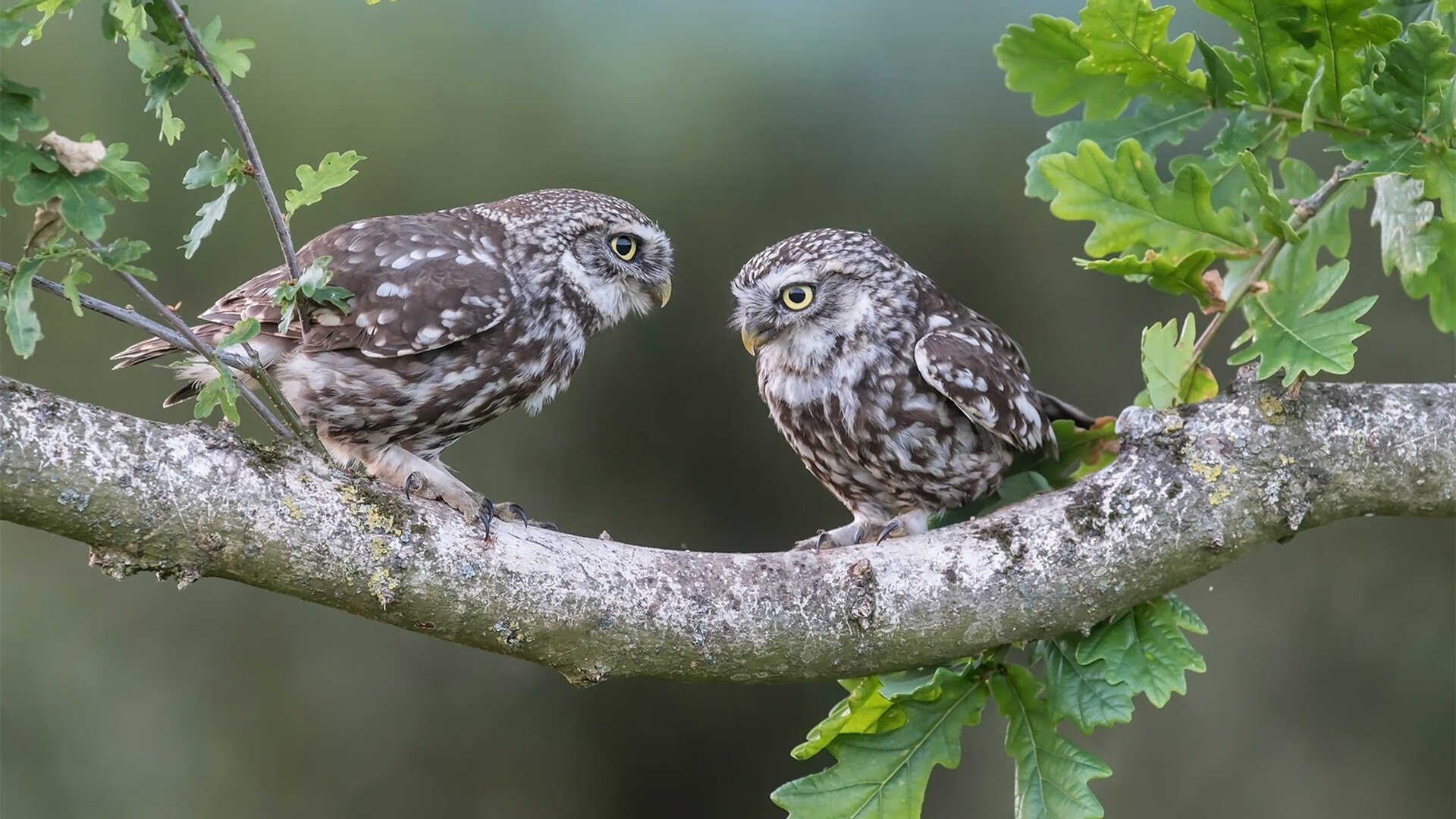 恩佐一剑封喉，奥地利战术革命下的多特蒙德之殇